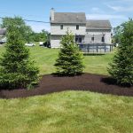 tree planting services